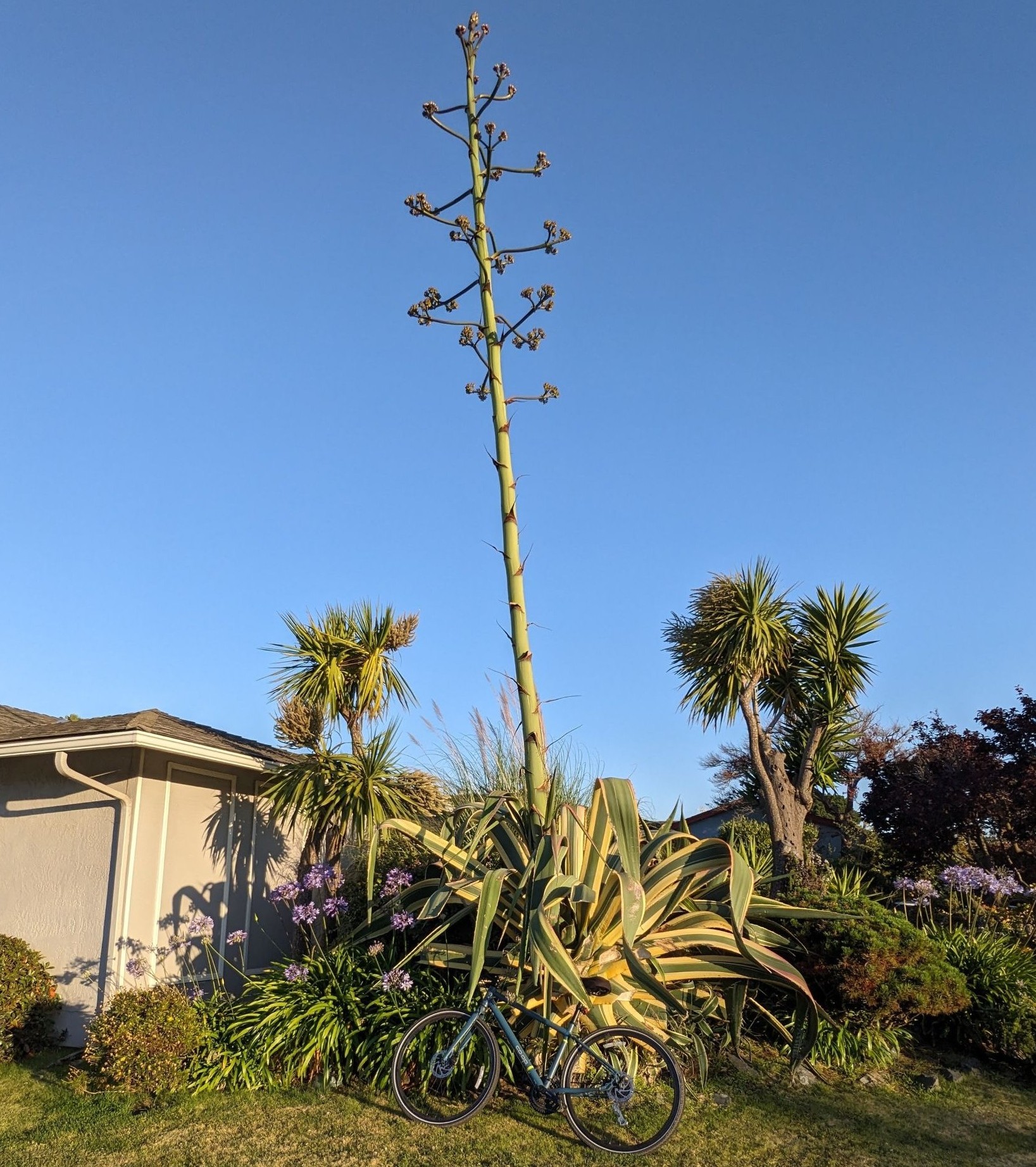 agave death bloom